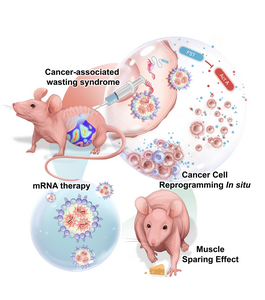 Graphic depicting therapy in mouse model