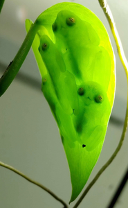 Sleeping glassfrogs