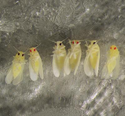 Whiteflies