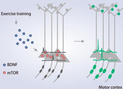 A working model for exercise and cognitive improvements