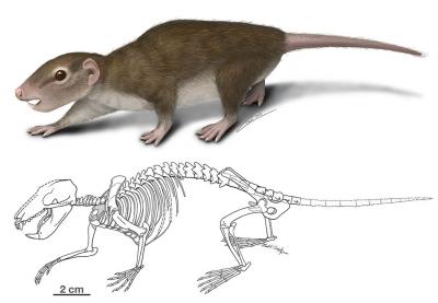 Ancient Mammal Set the Stage for Modern Rodents (3 of 4)