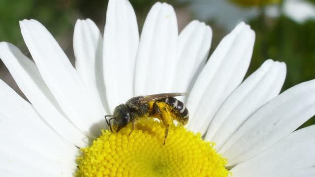 Some 94 per cent of wild bee and native plant species networks lost