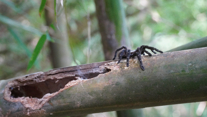 Taksinus bambus tarantula in its habitat