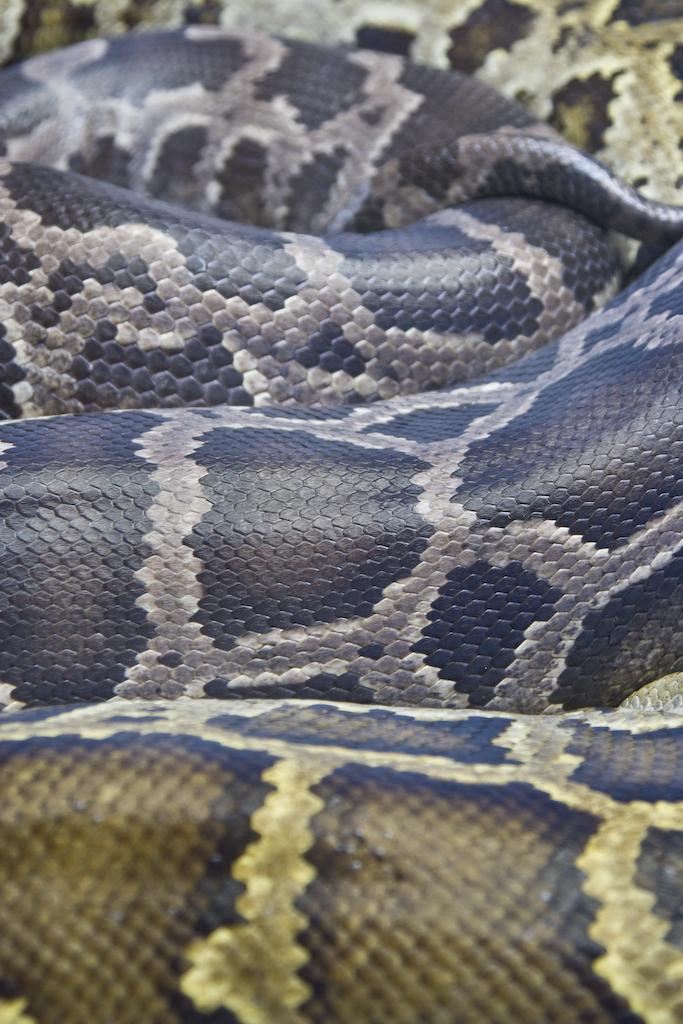 Snakeskin: A design breakthrough for robots and race cars?