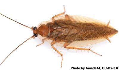 <I>Ectobius vittiventris</I>