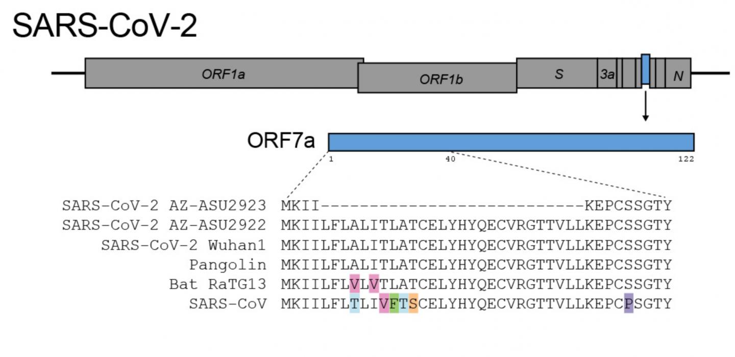 SARS-CoV-2 Deletion