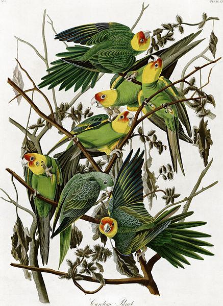 Carolina Parakeets, Illustration