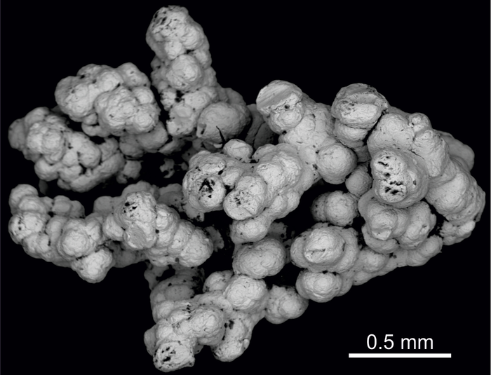 Backscattered-electron image [IMAGE] | EurekAlert! Science News Releases