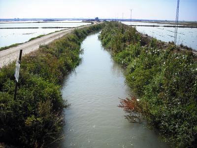 L'Albufera in Valencia