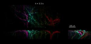 “Movies” with color and music visualize brain activity data in beautiful detail