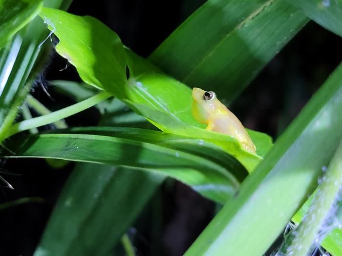 Coqui llanero