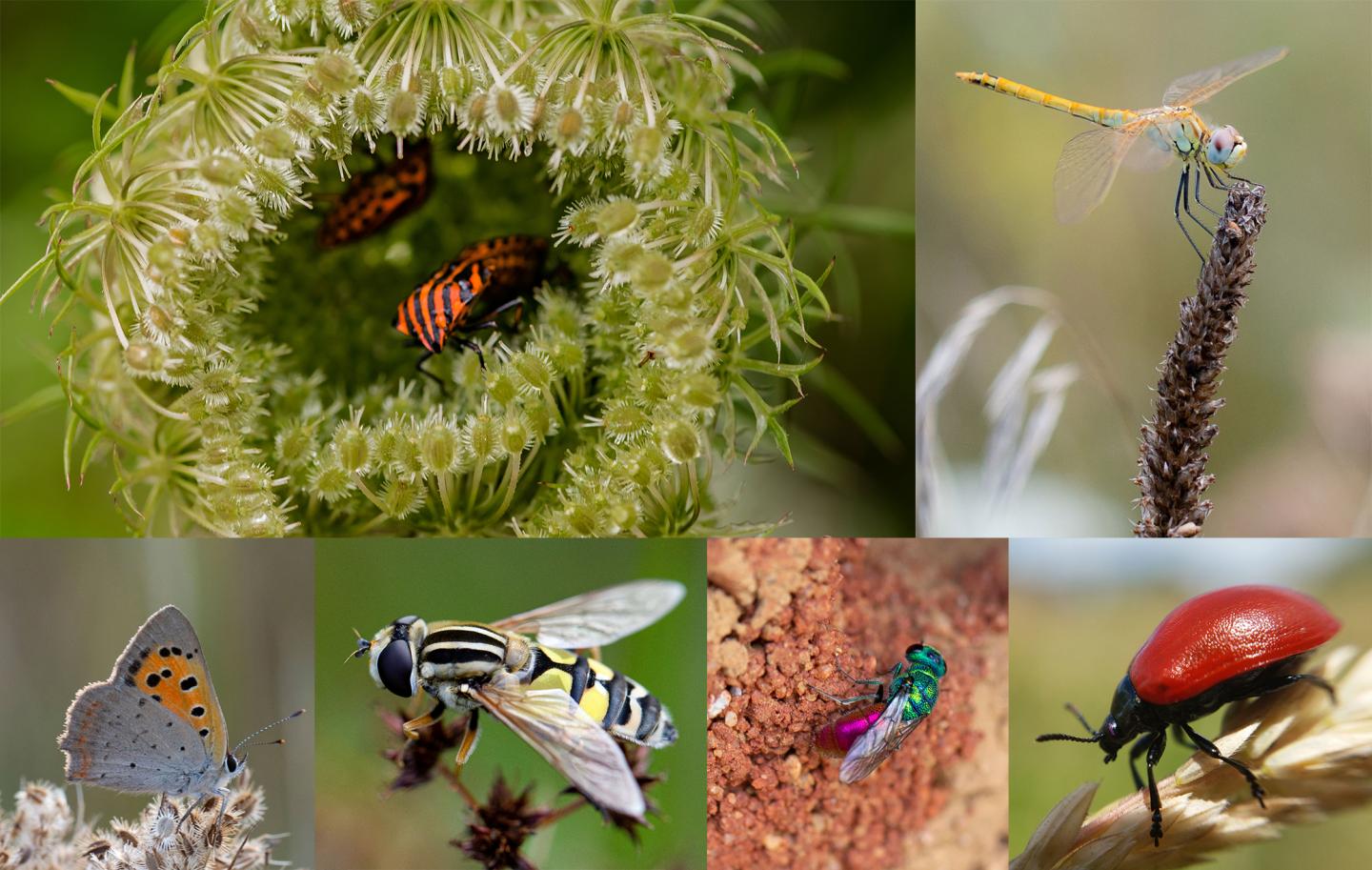 Insects United for Recovery!