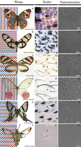 Butterflies with transparent and nontransparent wings (nanostructure)