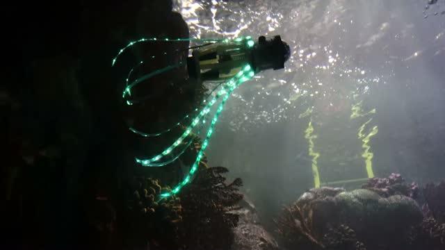 Squid-Inspired robot at the Birch Aquarium