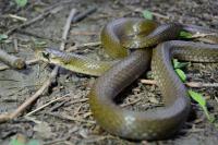 Rhabdophis Pentasupralabialis Which Eats Fireflies and Stores Their Toxins