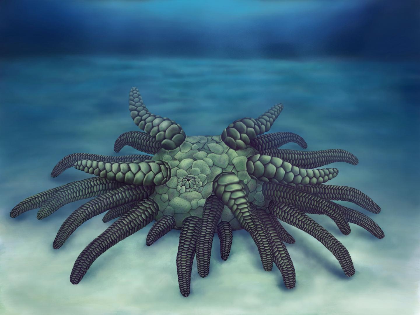 Life Reconstruction of <i>Sollasina cthulhu</i>