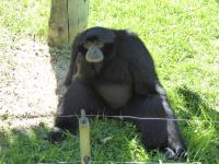 Lethargic Gibbon