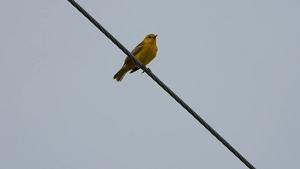 Male Galapagos Yellow Warbler on Floreana - filmed by Caglar Akcay, Anglia Ruskin University