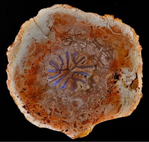 Fossilized stem of Dernbachia brasiliensis