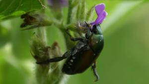 Japanese beetle eating edamame flower cropped