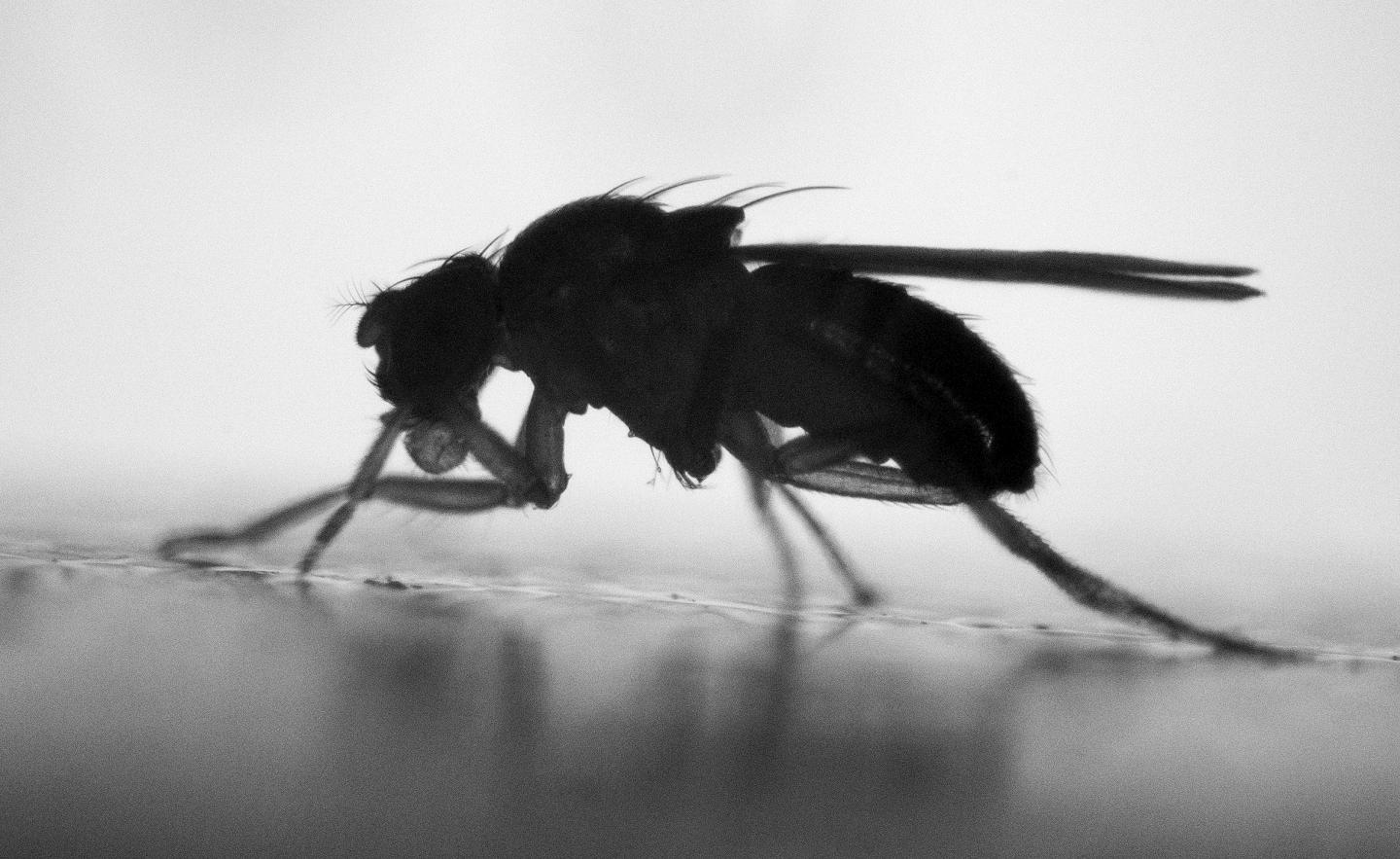 Common Fruit Fly, <em>Drosophila melanogaster</em>