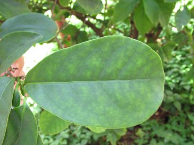 Leaf of <i>Brunfelsia unifolia</i>