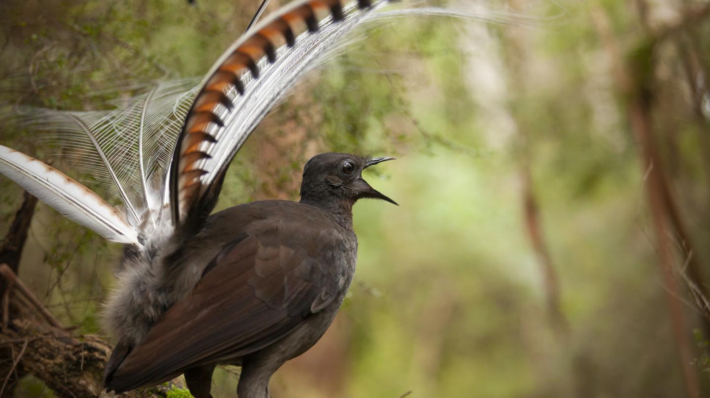 Male lyrebirds create an 'acoustic illusion' EurekAlert!