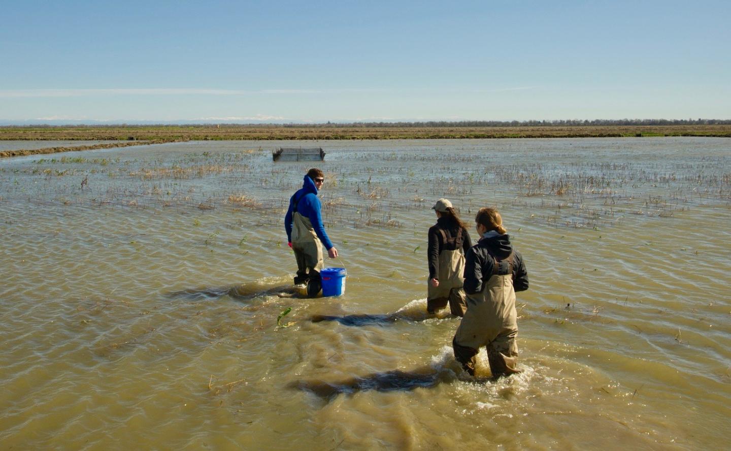 Researchers on California floodplain