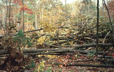 Photo of NSF's Harvard Forest Site with Trees Down