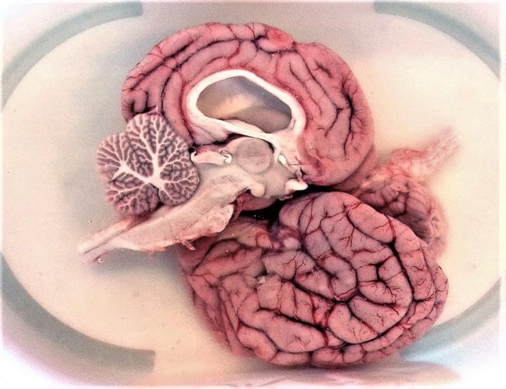 The Hungarian Canine Brain and Tissue Bank (CBTB)