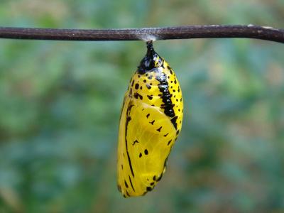 <i>Idea leuconoe</i>