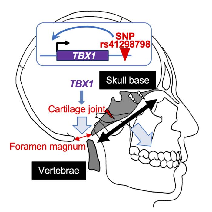 A regulatory variant impacting TBX1 expression contributes to the morphology at the base of the skull.