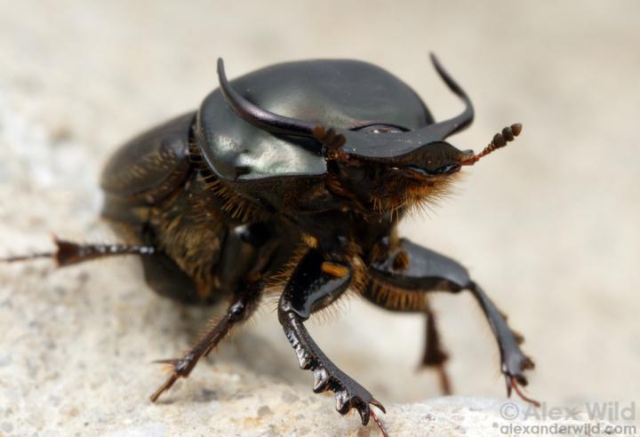 <em>Onthophagus taurus</em> Beetle