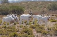 Addax from the Sahara