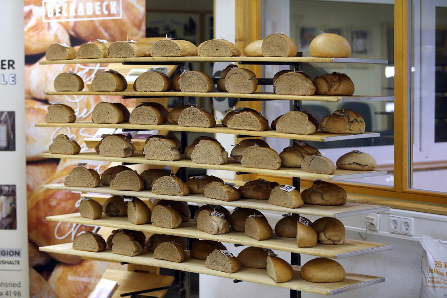 Breads from Different Wheat Samples