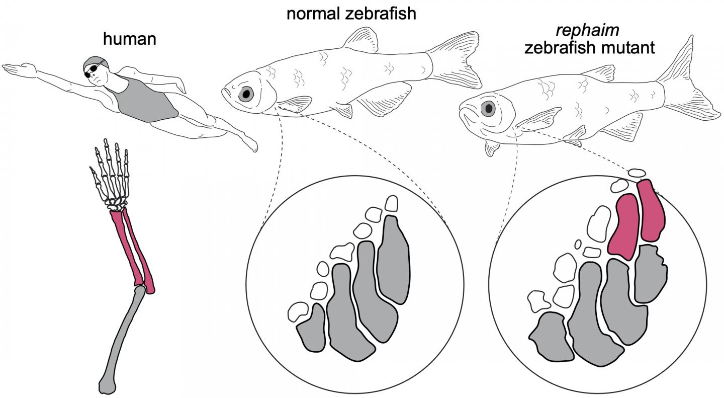 Fish limb mutation
