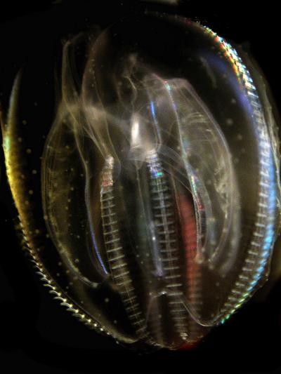 Warty Comb Jelly