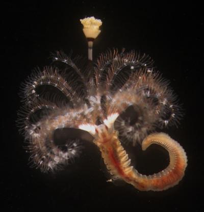 Bacteria Pushes Button for Tubeworm Metamorphosis (2 of 9)