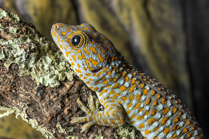 Objects of the study of the researchers of the University of Bern were Tokay geckos (Gekko gecko).