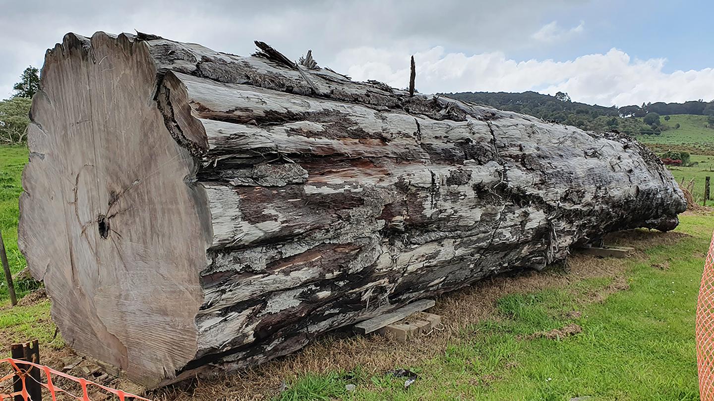 Ancient kauri tree log from Ngawha, New Zealand.