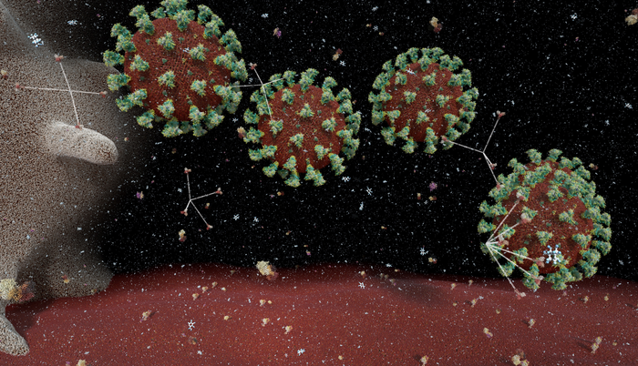 A digital reconstruction of SARS-CoV-2 primary infection in the lungs.