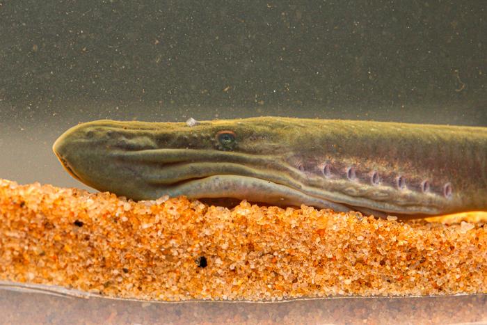 A close-up of the head of an adult male Australian brook lamprey.