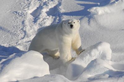 Polar Bear