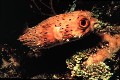 Balloonfish [IMAGE] | EurekAlert! Science News Releases