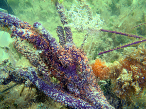 Caribbean coral species