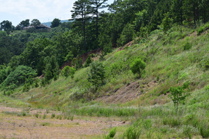 Photo of a landslide prone area in the Ouachita Mountains