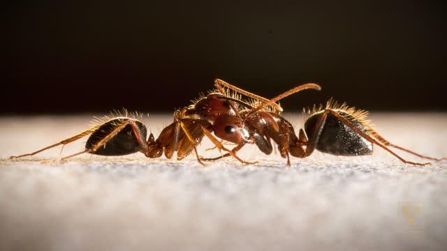Zwiebel Lab - Aggression & Ants