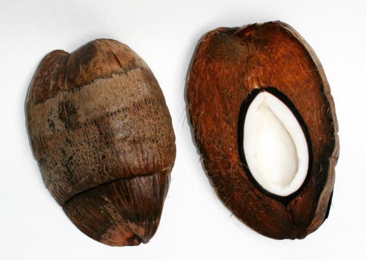 Coconut Shells