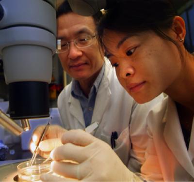 Drs. Lin Mei and Yanmei Tao, Medical College of Georgia