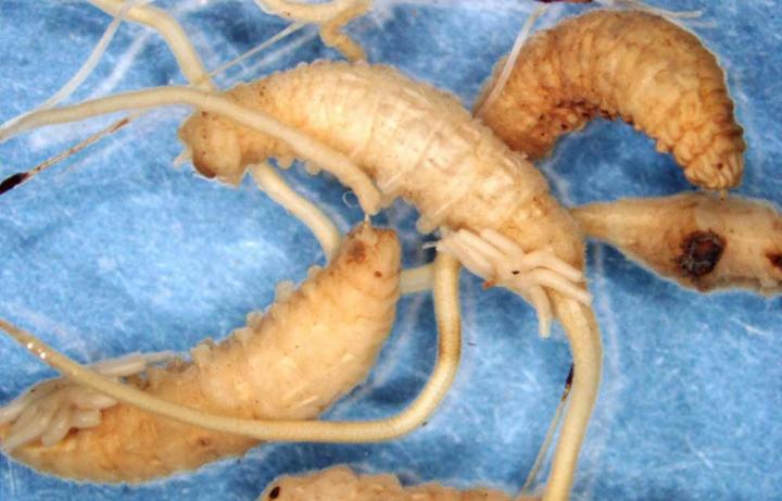 Rat Tailed Maggots [image] Eurekalert Science News Releases